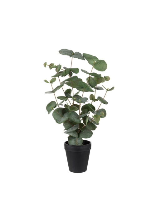 Eucalyptus med potte, 55 cm