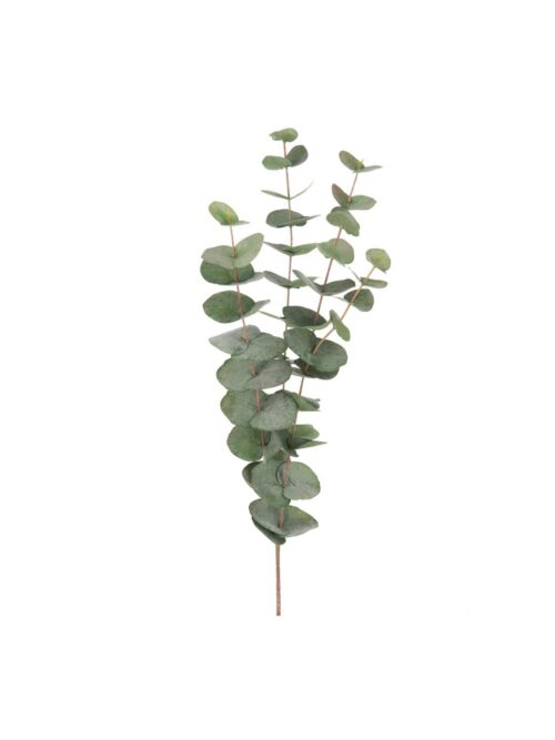 Eucalyptus, 60 cm