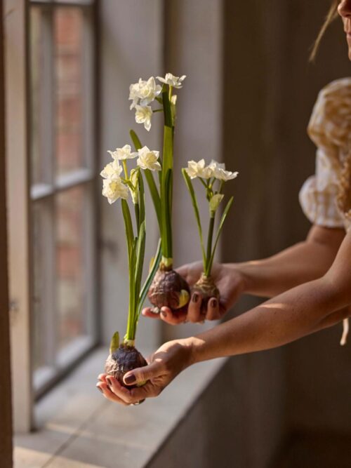 Narciss, hvit, 22 cm 2