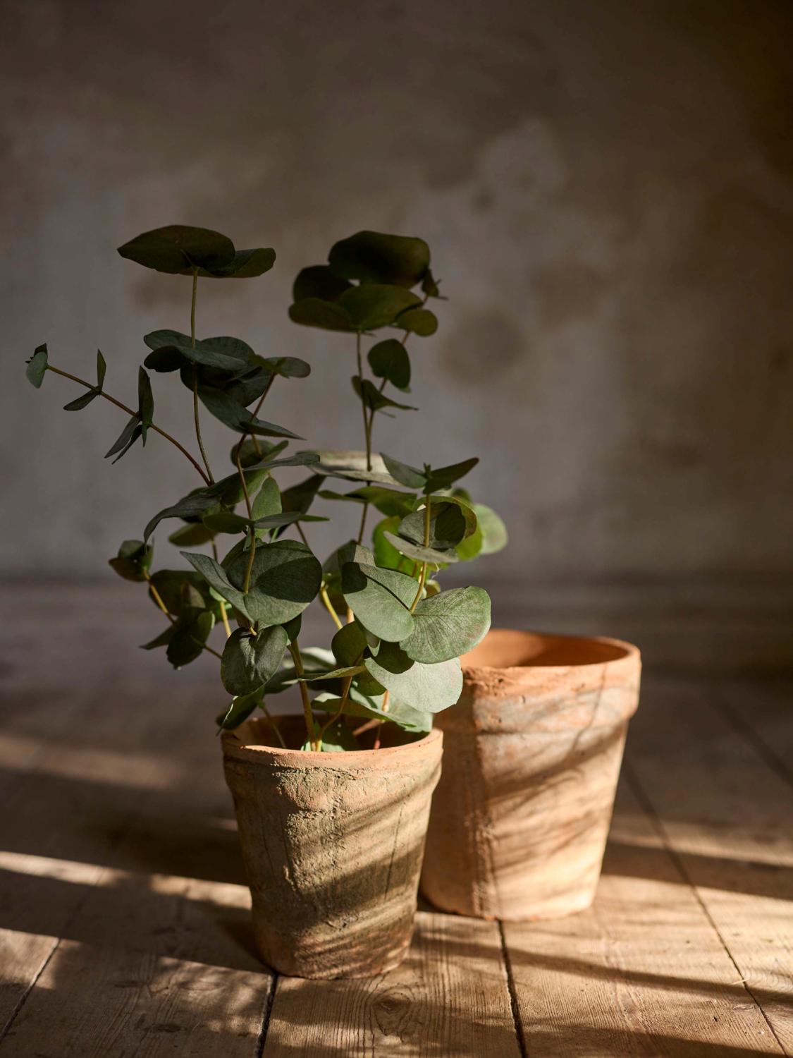 Eucalyptus med potte, 55 cm 2 Eucalyptus med potte, 55 cm 2