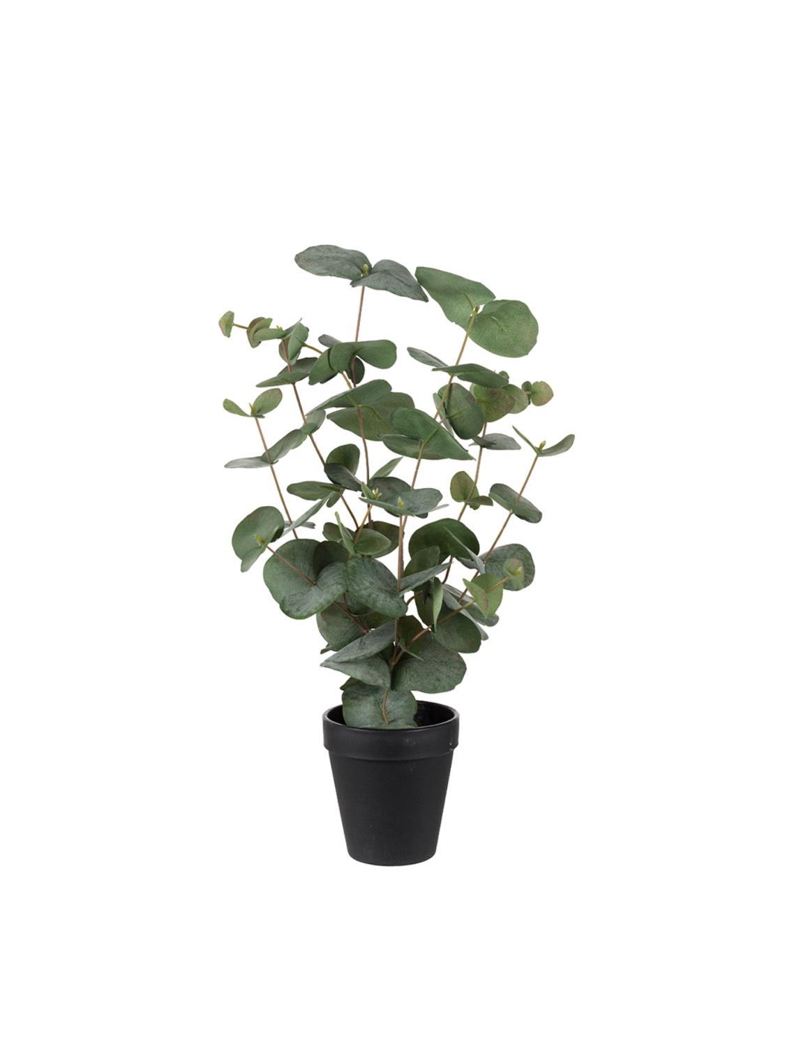 Eucalyptus med potte, 55 cm Eucalyptus med potte, 55 cm