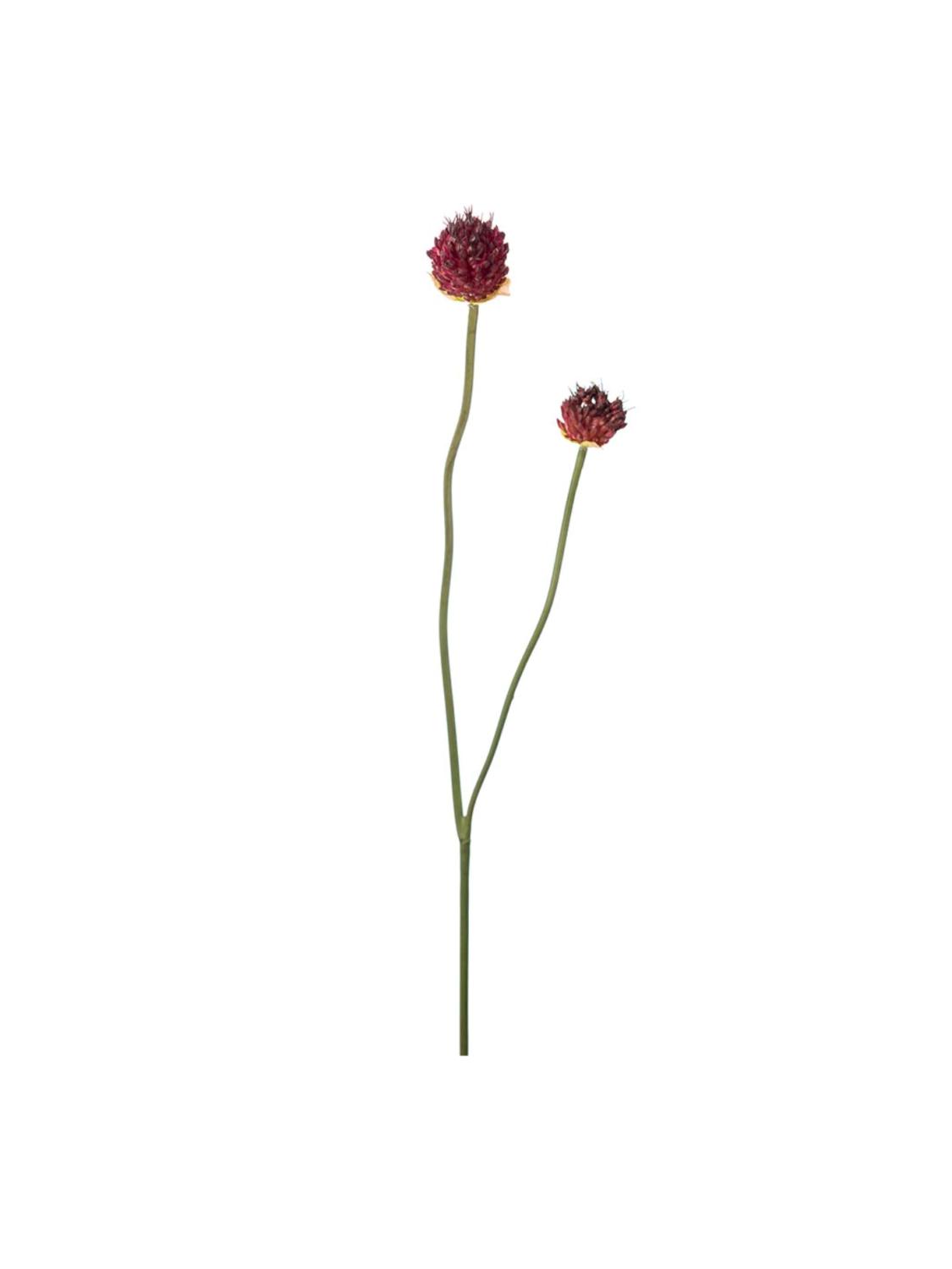 Allium, 65 cm Allium, 65 cm