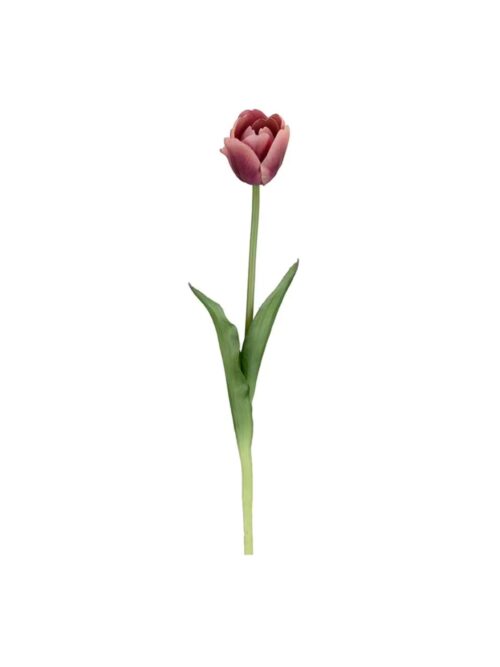 Tulipan lilla, 45 cm