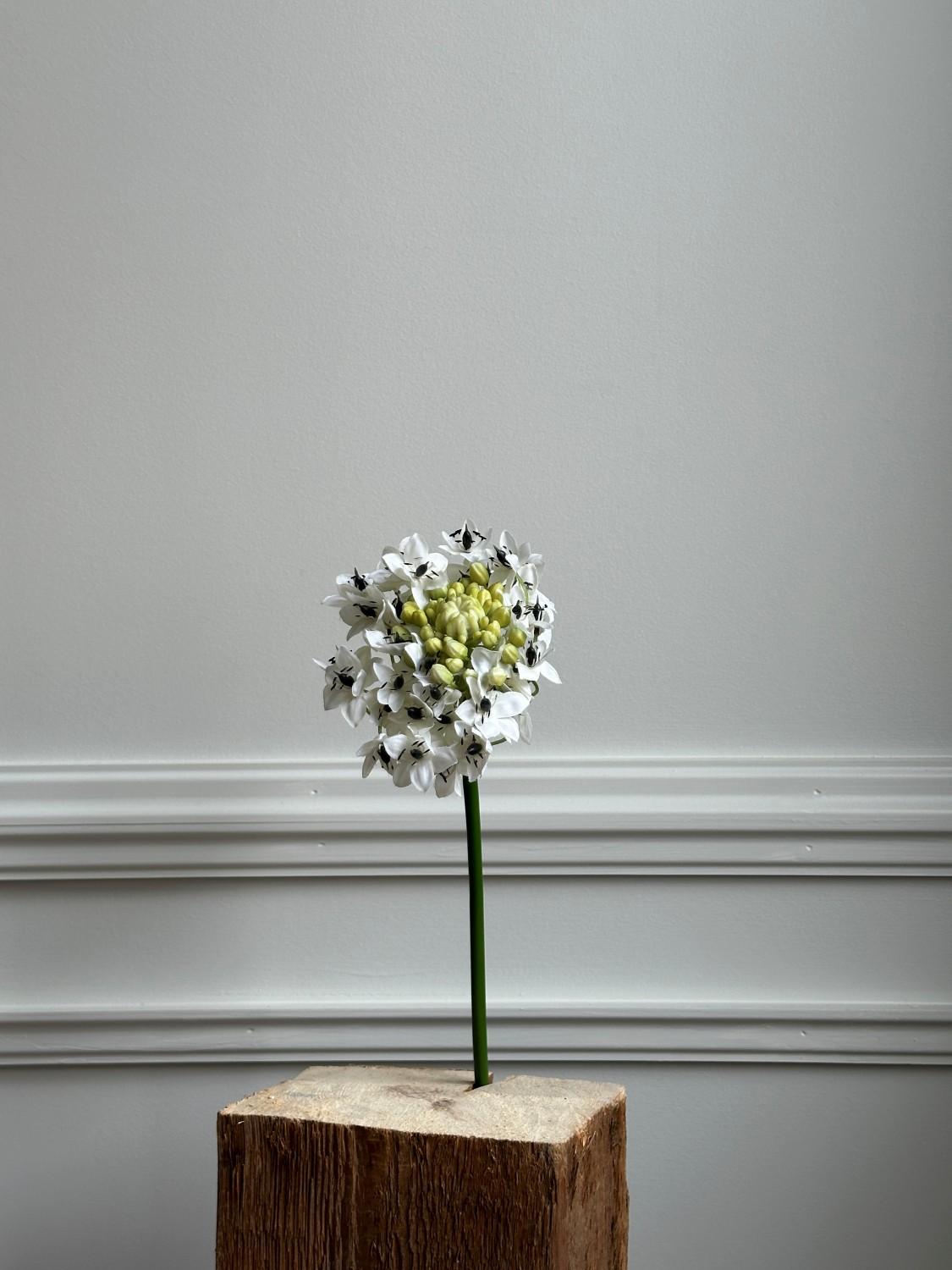 Arabicum, 60 cm 2 Arabicum, 60 cm 2