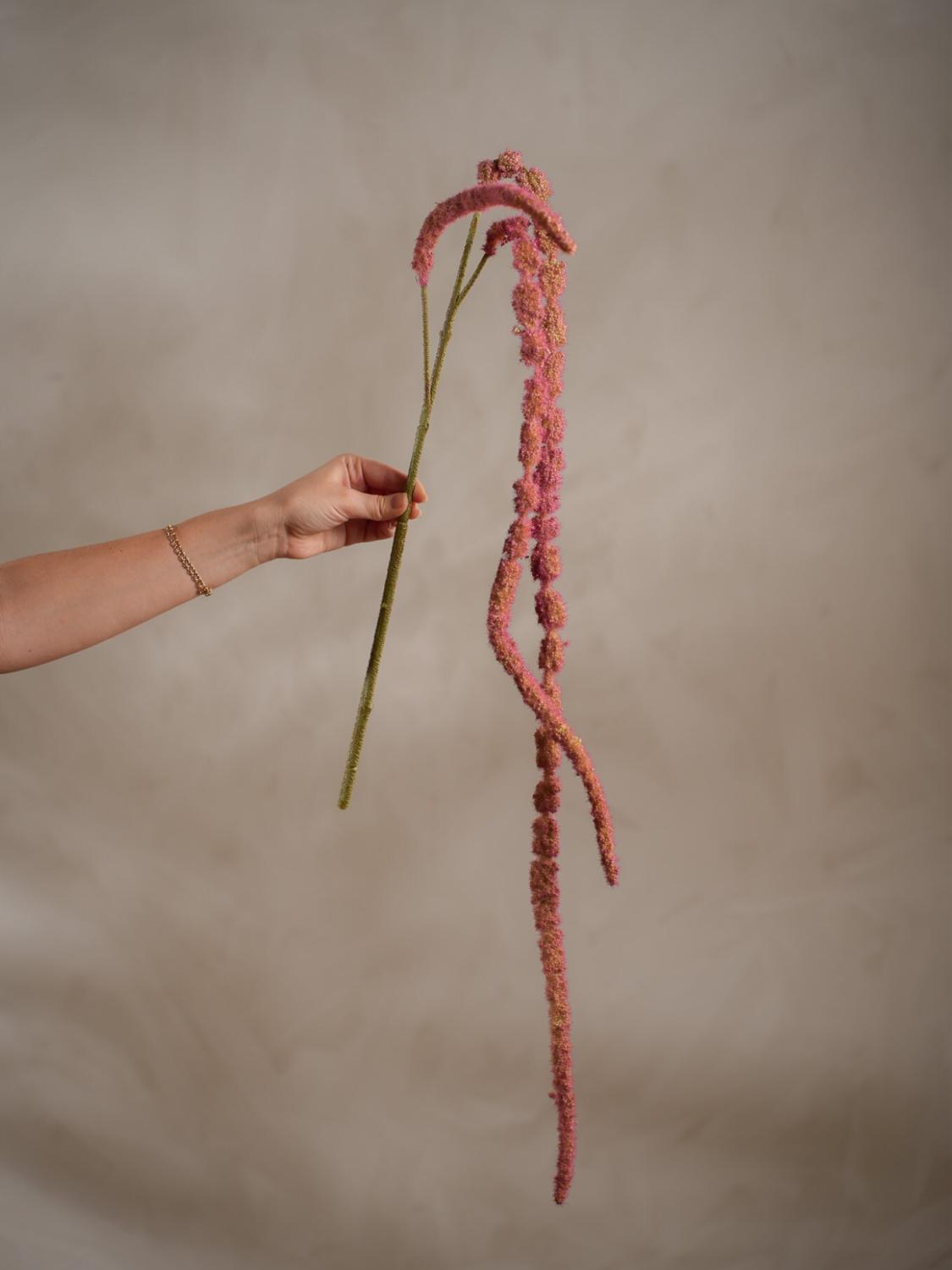 Amaranthus, 55 cm 2 Amaranthus, 55 cm 2