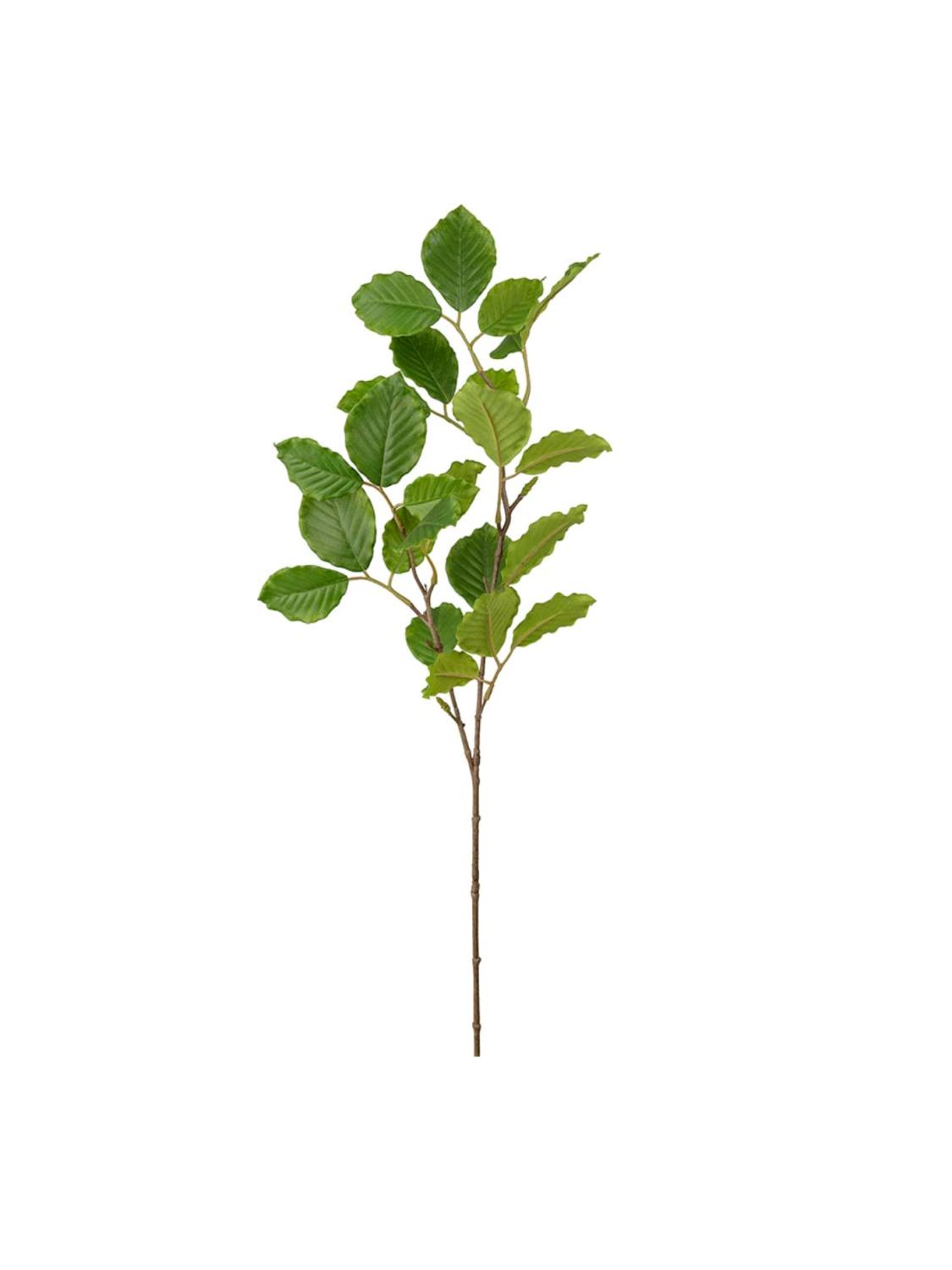Bøk gren, 65 cm Bøk gren, 65 cm
