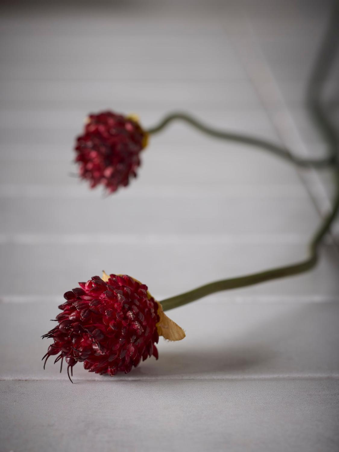 Allium, 65 cm 3 Allium, 65 cm 3