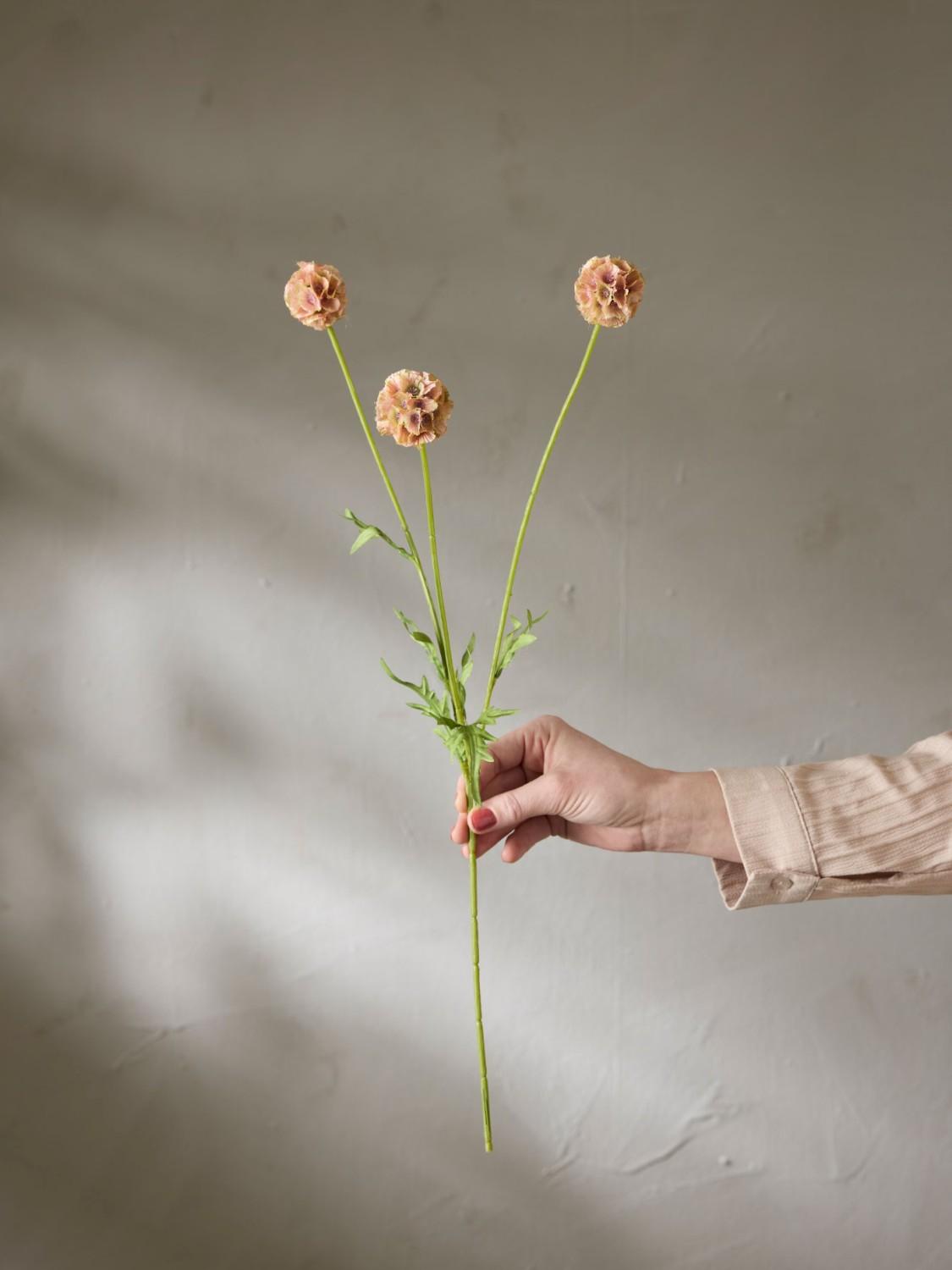 Brun Scabiosa, 60 cm 2 Brun Scabiosa, 60 cm 2
