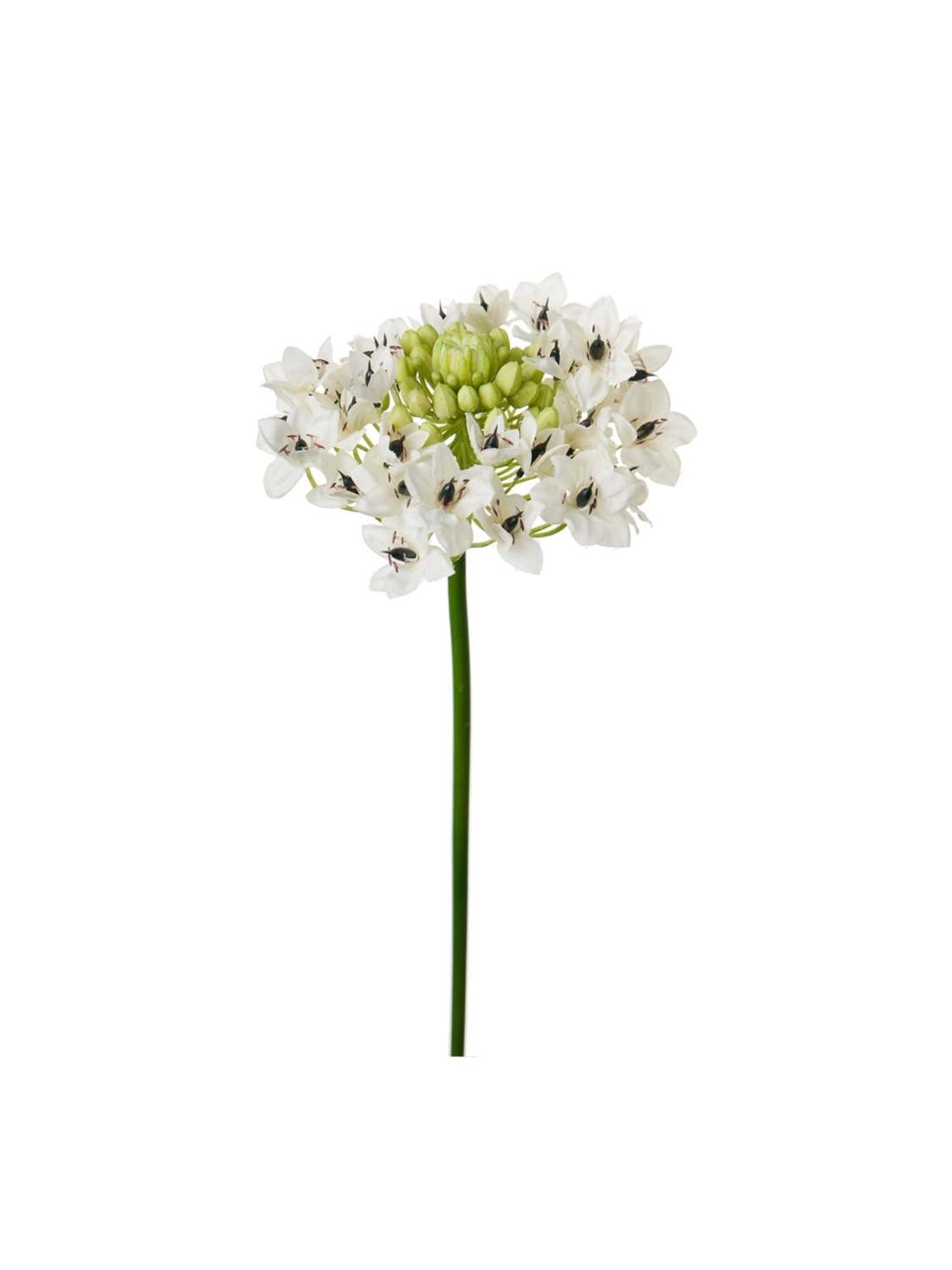 Arabicum, 60 cm Arabicum, 60 cm
