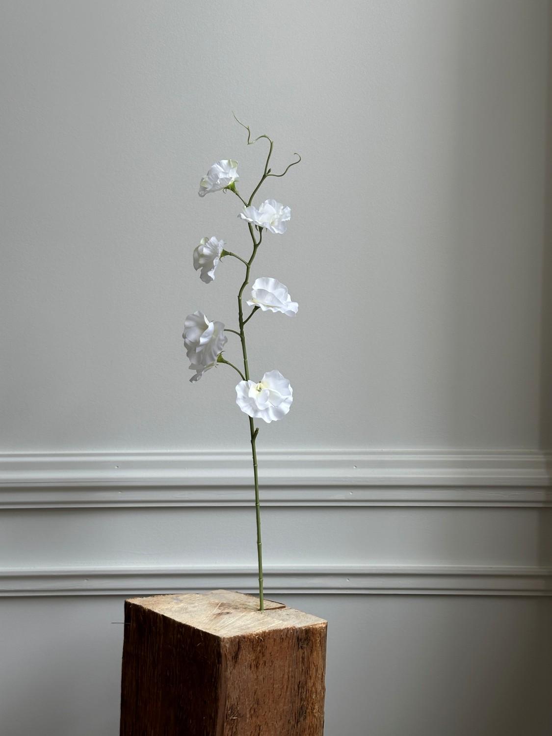 Erteblomst, hvit 55 cm 2 Erteblomst, hvit 55 cm 2