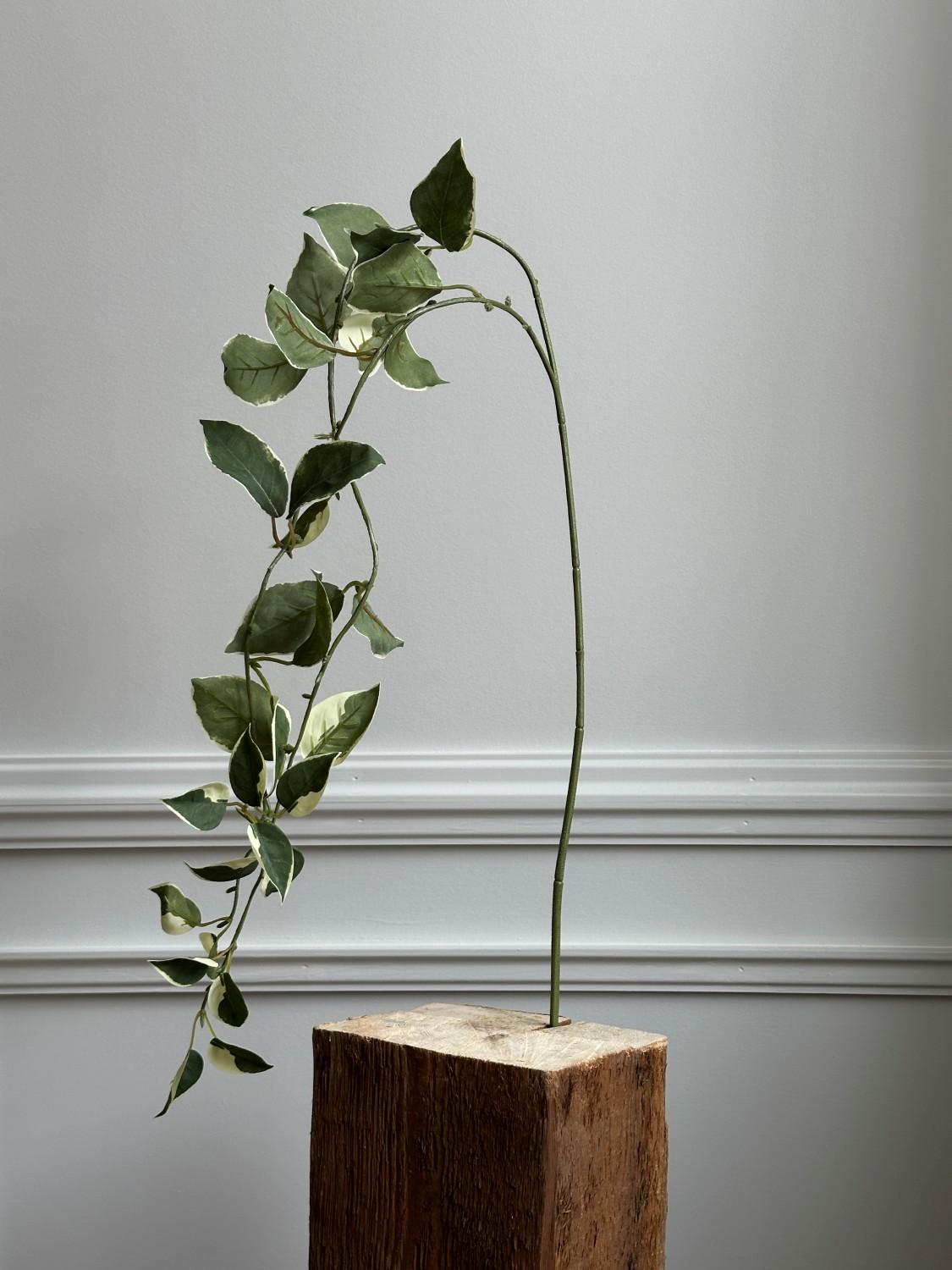 Kvist, 50 cm 2 Kvist, 50 cm 2