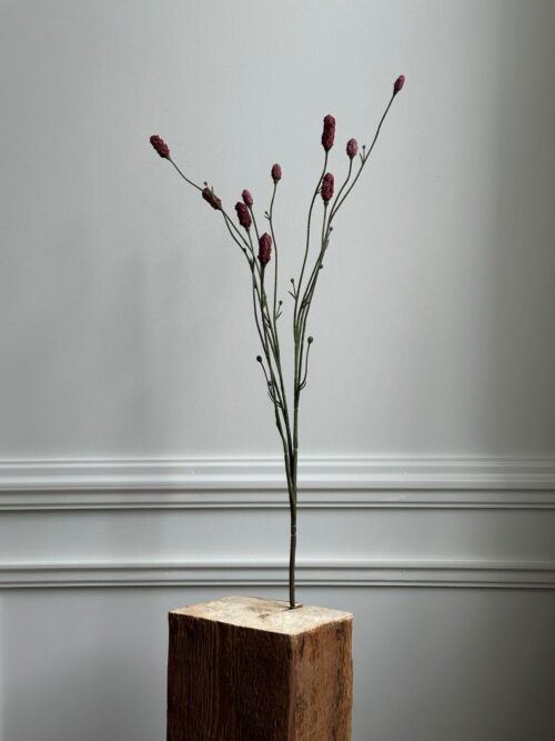 Pimpinella, mørk rosa, 80 cm 2