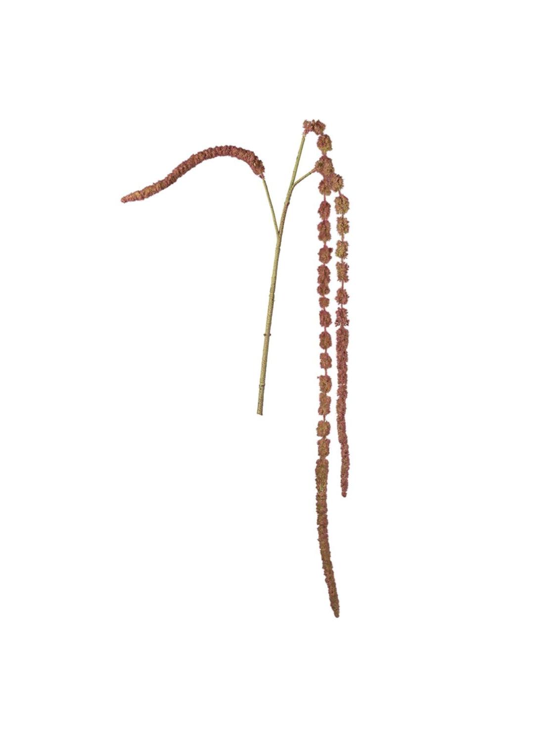 Amaranthus, 55 cm Amaranthus, 55 cm