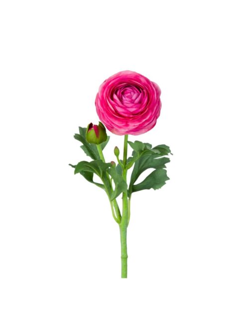 Ranuncel, Rosa, 50 cm