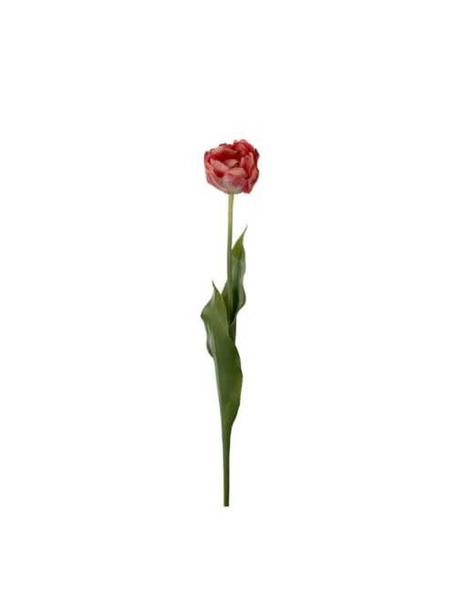 Tulipan Rosa