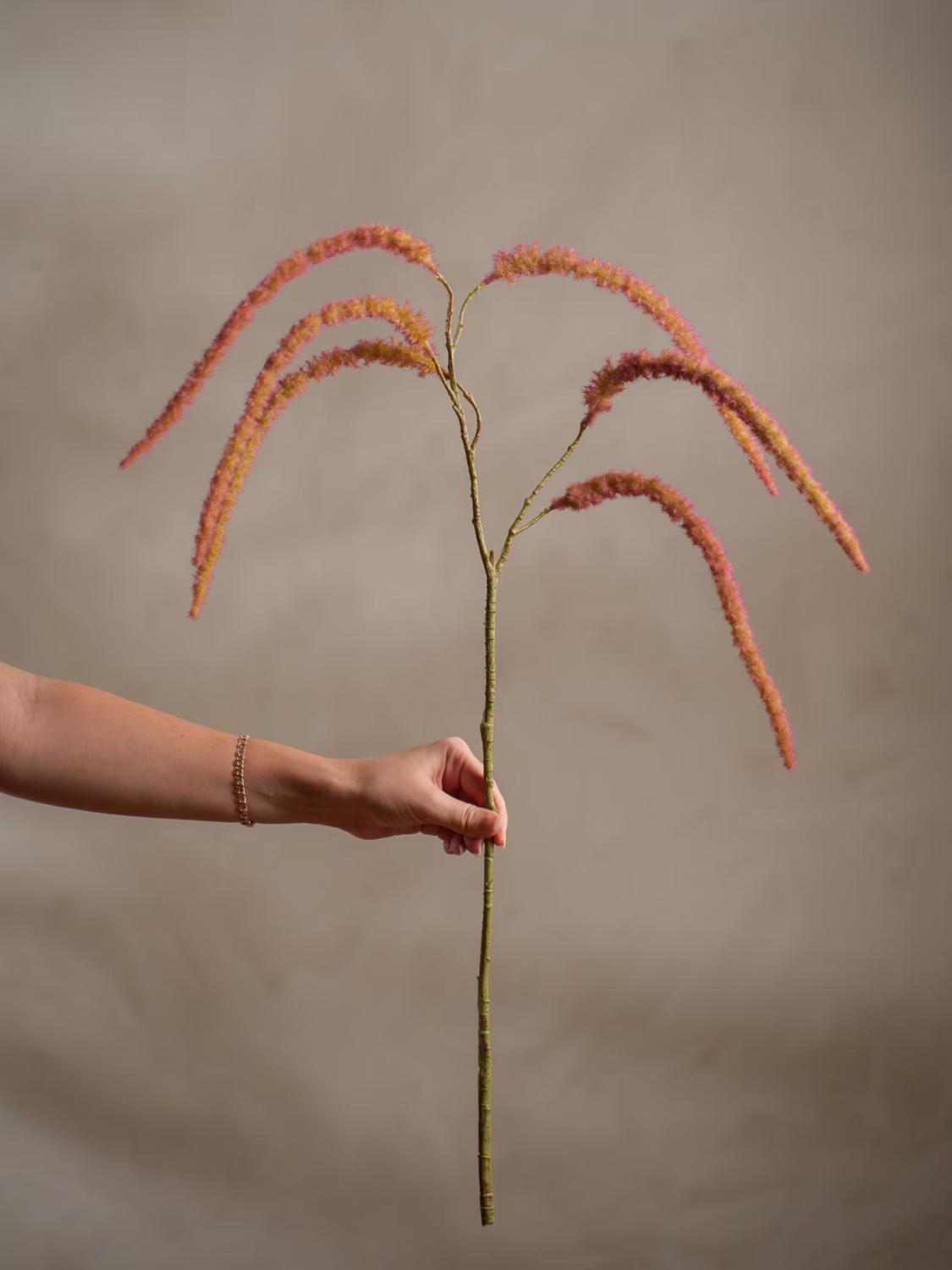 Amaranthus Rød, 65 cm 2 Amaranthus Rød, 65 cm 2