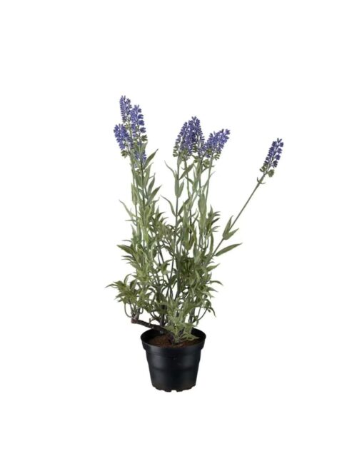 Lavendel med potte, 45 cm