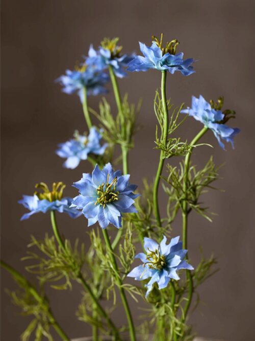 Nigella, Blå, 60 cm 2