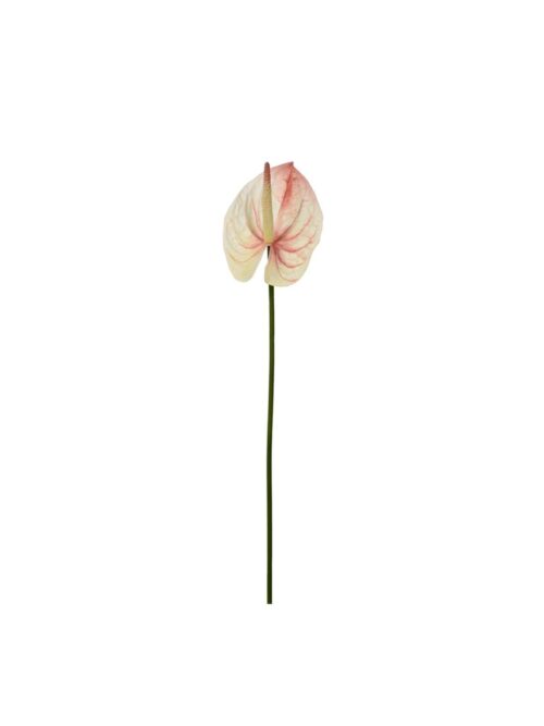 Anthurium, Rosa, 65 cm