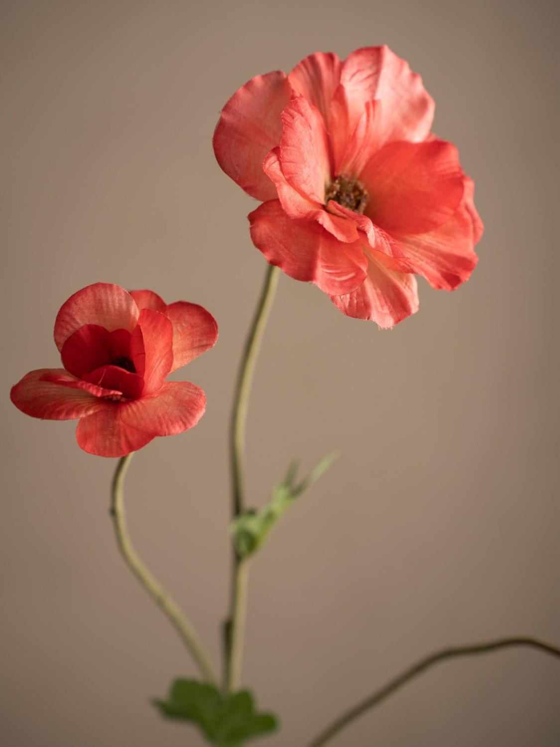 Japansk Ranuncel, Rosa, 62 cm 3 Japansk Ranuncel, Rosa, 62 cm 3