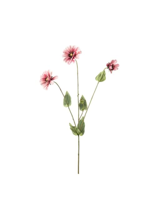 Zinnia, 65 cm