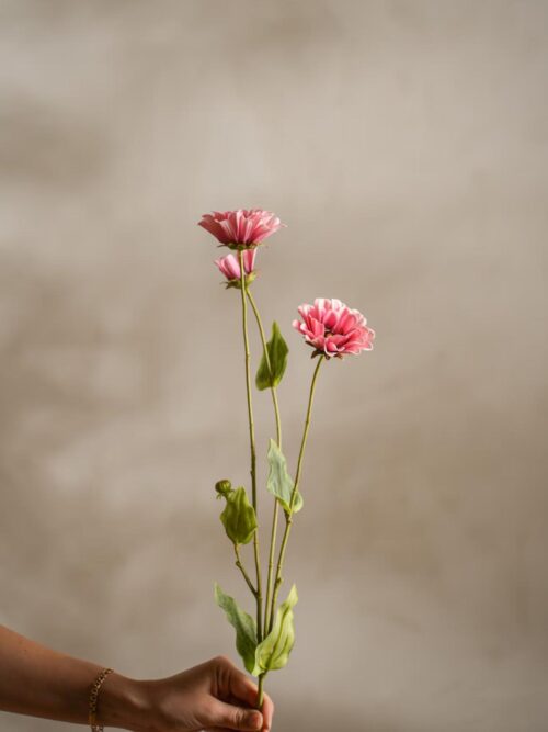 Zinnia, 65 cm 2