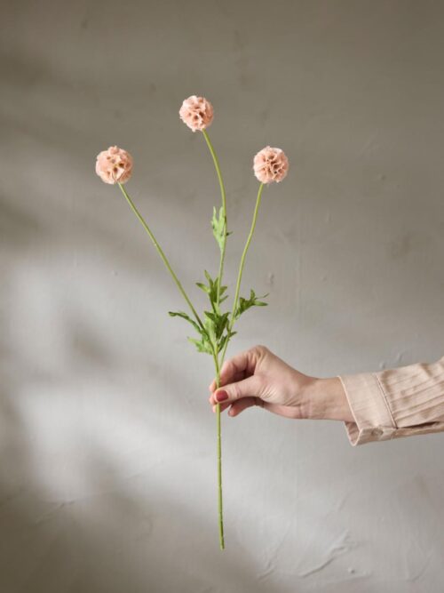 Scabiosa, Rosa, 60 cm 2