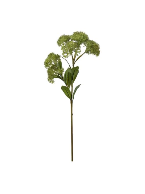 Sedumkvist, 65 cm