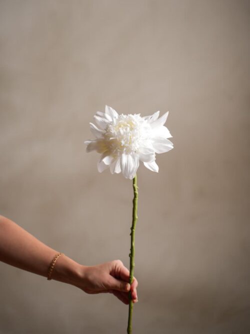 Dahlia, Hvit, 62 cm 2