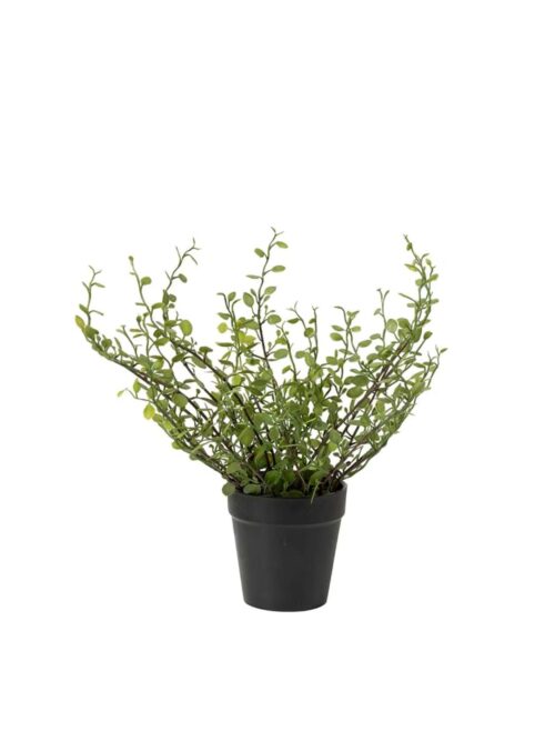 Muehlenbechia med potte, 25 cm