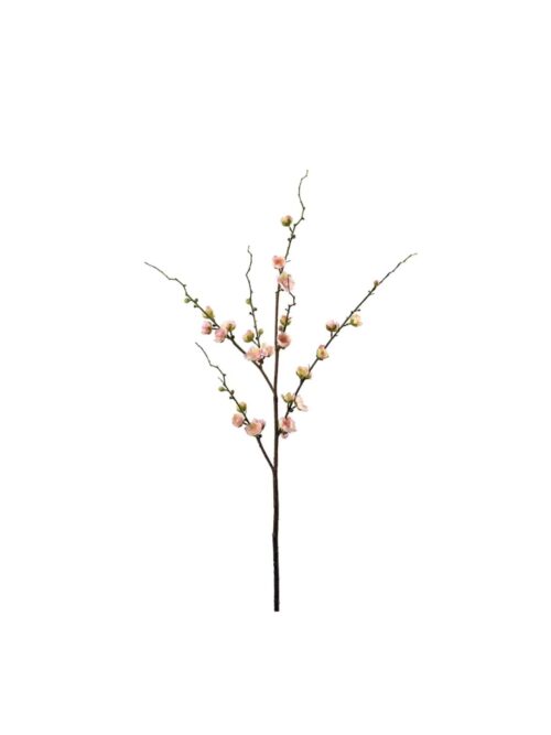 Plommeblomst