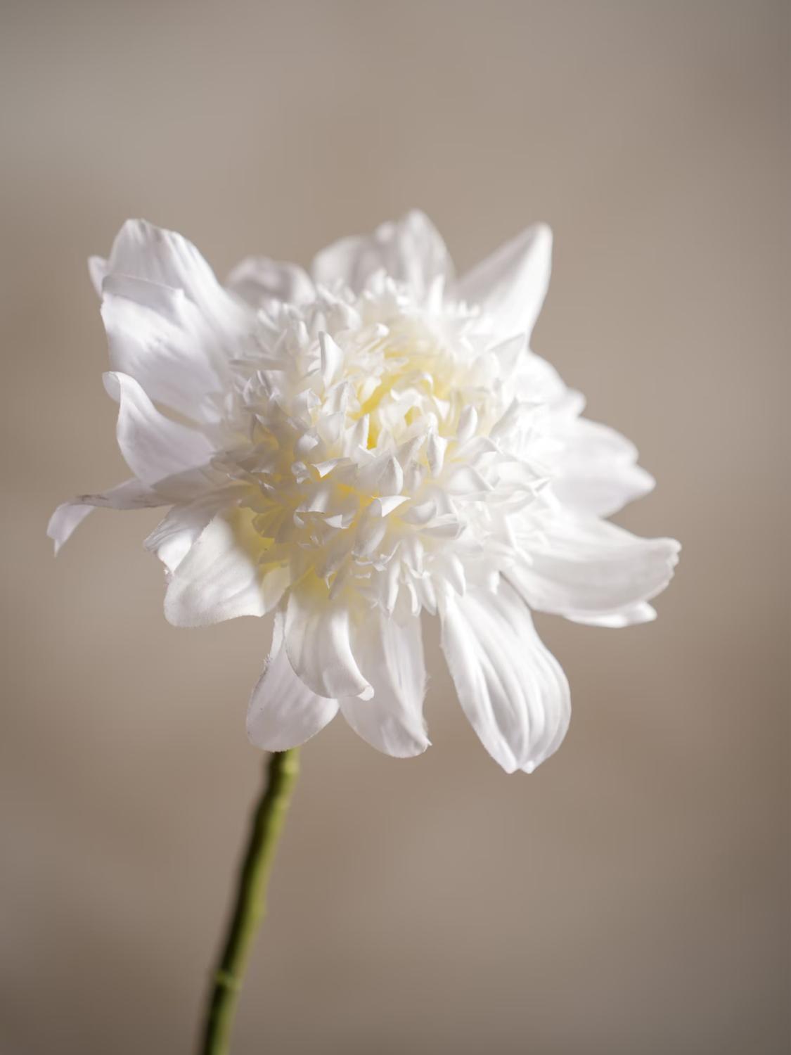 Dahlia, Hvit, 62 cm 3 Dahlia, Hvit, 62 cm 3