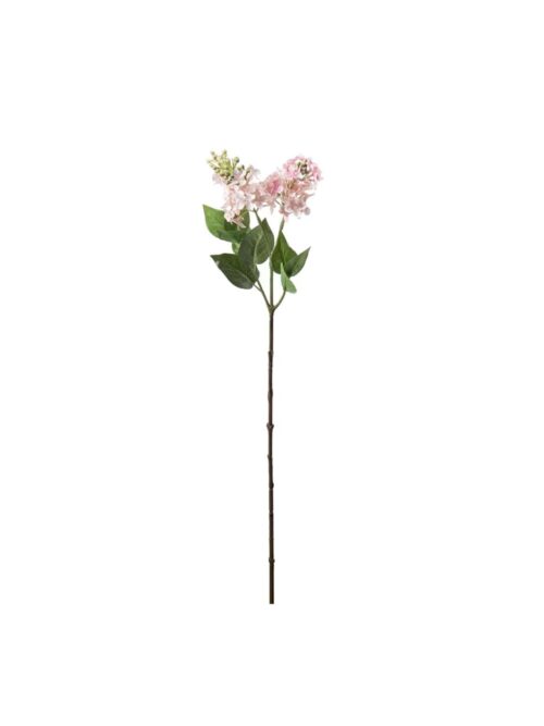 Syrin, Rosa, 60 cm