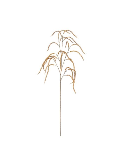 Amaranthus, Brown