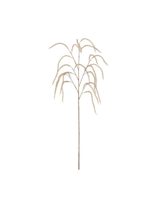 Amaranthus, Beige