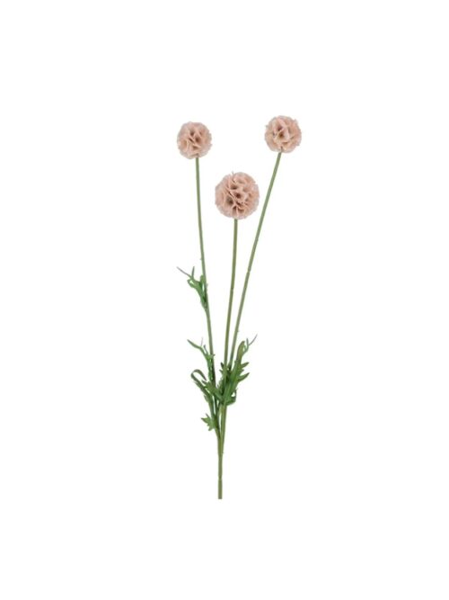 Scabiosa, Rosa, 60 cm