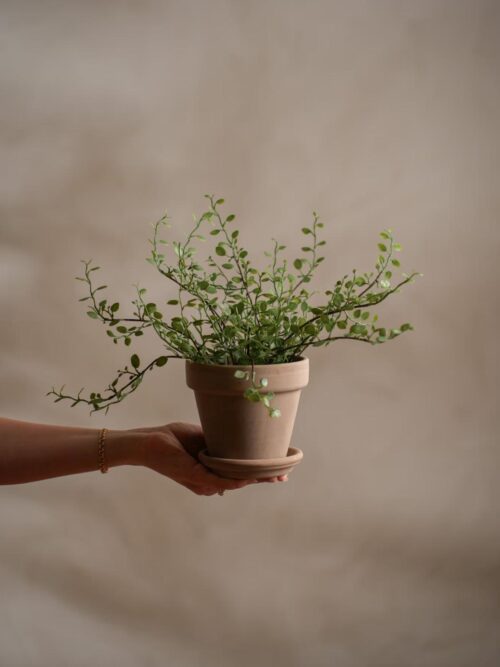 Muehlenbechia med potte, 25 cm 2