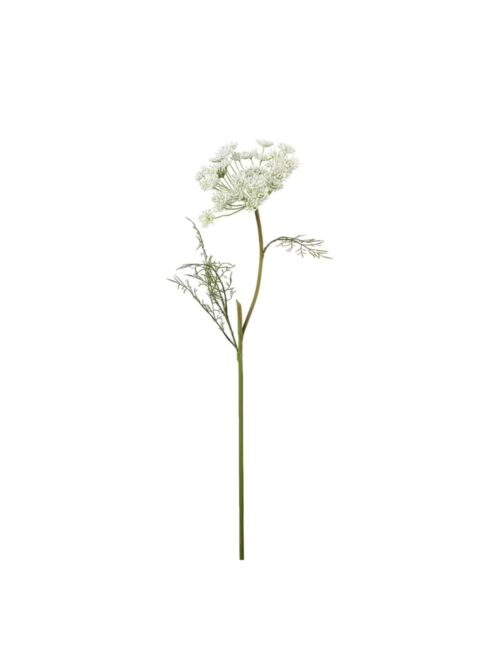 Villgulrot, Hvit, 70 cm