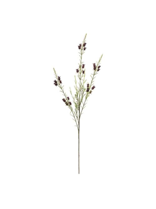 Calluna Burgunder, 63 cm