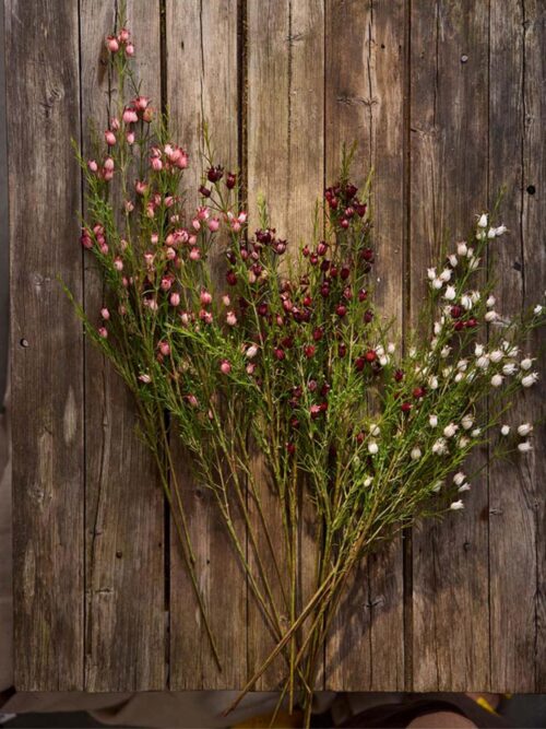 Calluna Burgunder, 63 cm 2