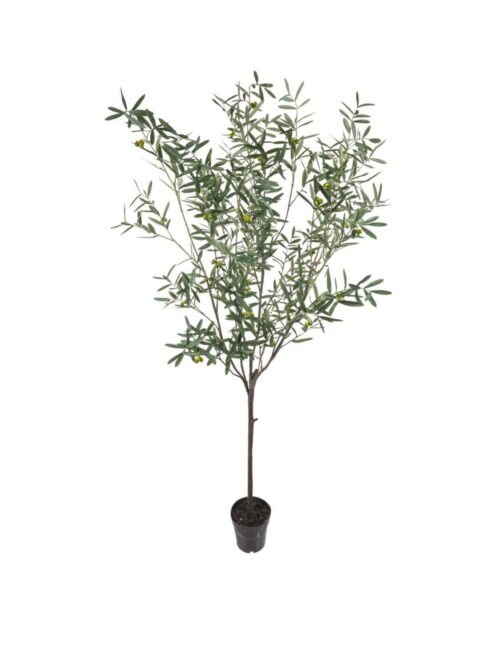Oliventre, 230 cm