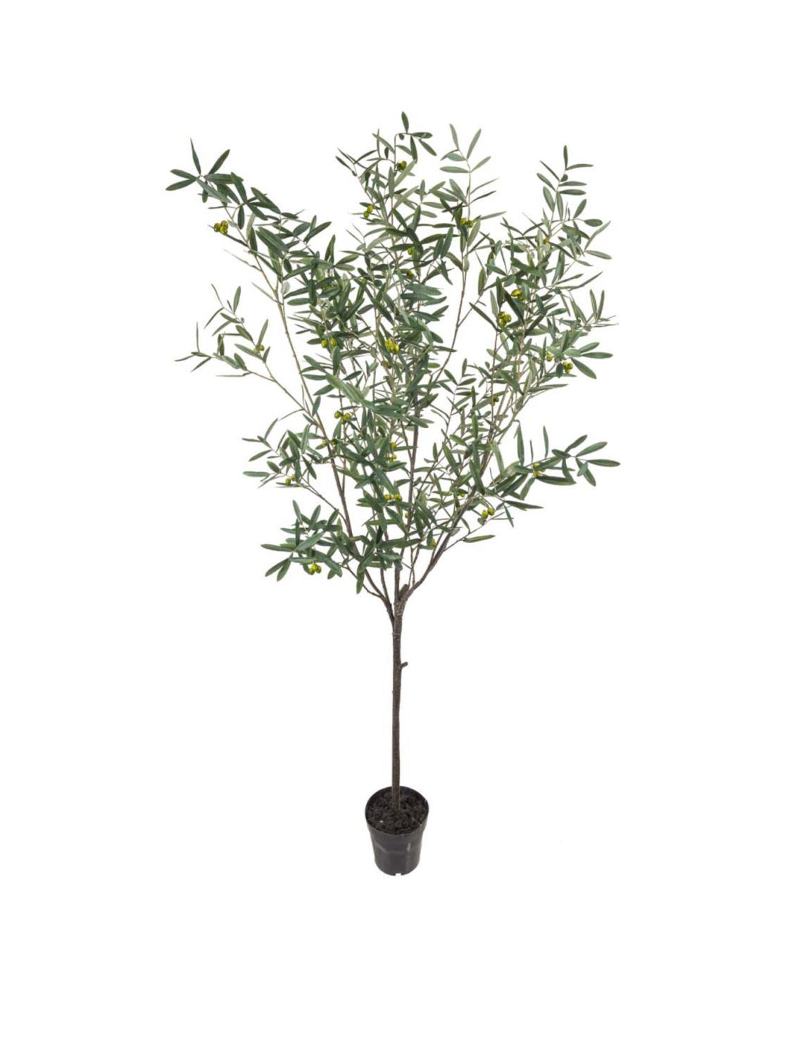 Oliventre, 230 cm Oliventre, 230 cm