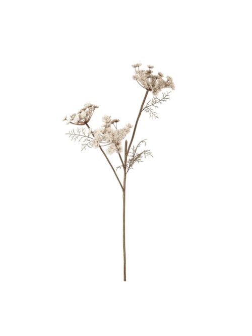 Villgulrot Krem, 80 cm