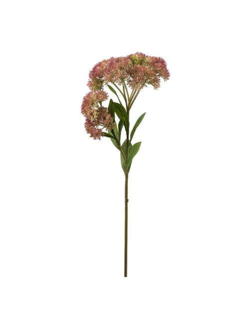 Sedumkvist Rosa, 65 cm