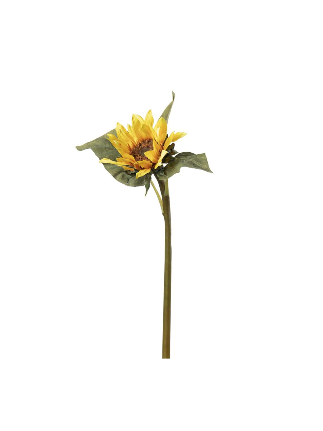 Solsikke, 50 cm Solsikke, 50 cm
