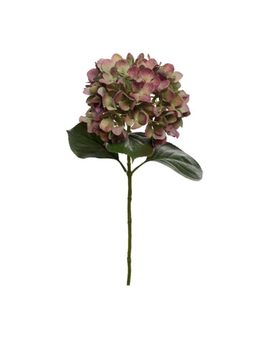 Rødlig Hortensia , 65 cm