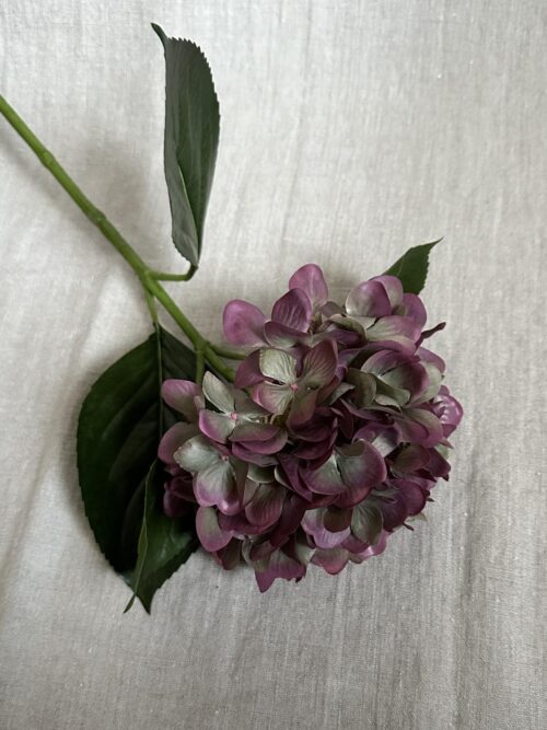 Rødlig Hortensia , 65 cm 2