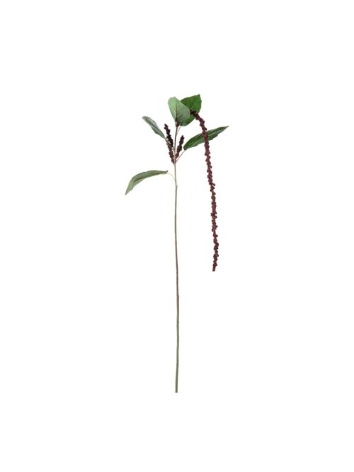 Amaranthus burgunder med blader, 70 cm