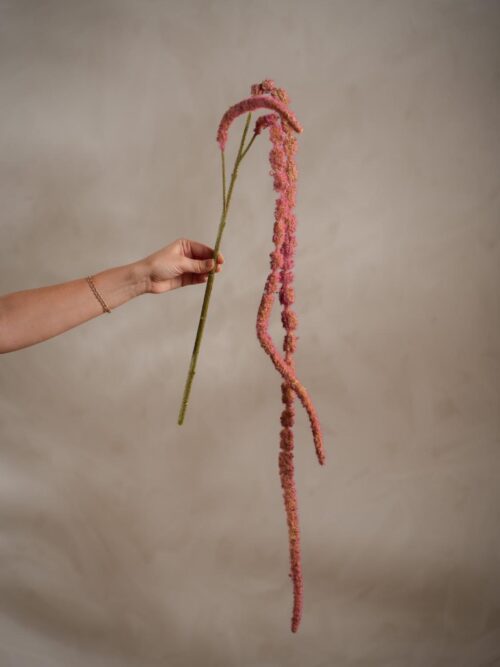 Amaranthus, 95 cm 2