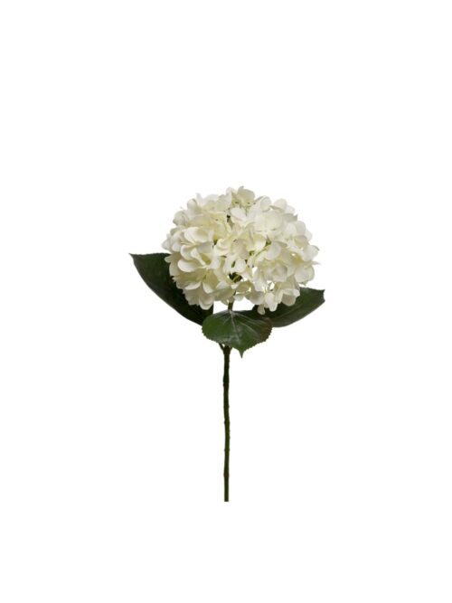 Hortensia, Hvit, 65 cm